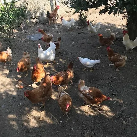 Quinta De Varzielas - * Castelo de Paiva