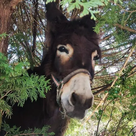 Quinta De Varzielas -
