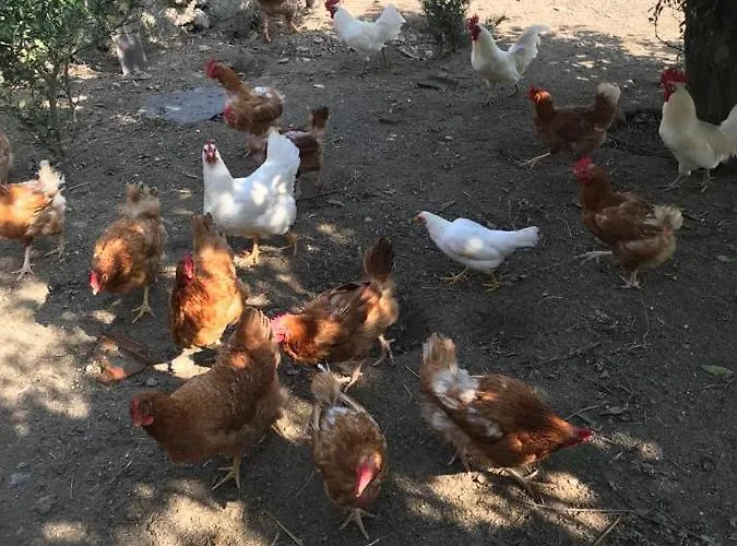 Quinta De Varzielas - * Castelo de Paiva