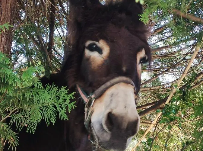 Quinta De Varzielas -